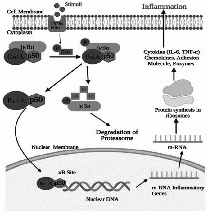 ghk-cu downregulates nf-κb il-6 Gut modulation to regulate NF-κB in colorectal and gastric cancer therapy  and inflammation | Cancer Immunology, Immunotherapy