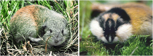 Lemming vs Hamster: What Are The Differences? - A-Z Animals