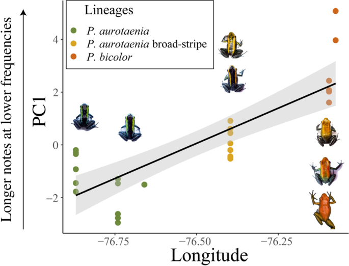 LATITUDINAL VARIATION IN PROTANDRY AND PROTOGYNY IN POLISTINE WASPS:  Monitore Zoologico Italiano - Italian Journal of Zoology: Vol 20, No 1