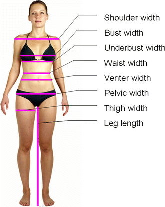 Males Prefer a Larger Bust Size in Women Than Females Themselves: An  Experimental Study on Female Bodily Attractiveness with Varying Weight, Bust  Size, Waist Width, Hip Width, and Leg Length Independently