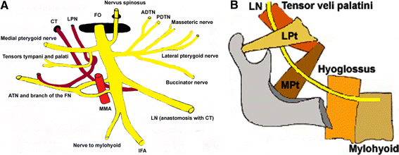 Edufit UK - The mandibular branch is the third division of the trigeminal  nerve. It passes through foramen ovale into the infratemporal fossa. 🤔 The  mandibular trunk is home to the otic