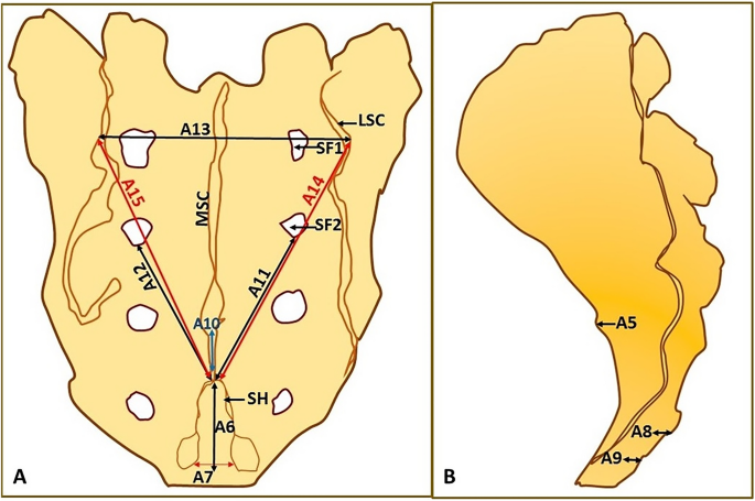 Estimation of the relationship between the sacral hiatus and other dorsal  sacral parameters using principle component analysis | Surgical and  Radiologic Anatomy