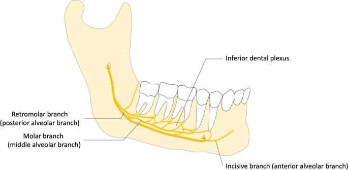 MN is a branch of the posterior trunk of the inferior alveolar nerve