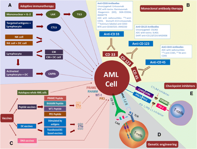 The progress and current status of immunotherapy in acute myeloid leukemia  | Annals of Hematology
