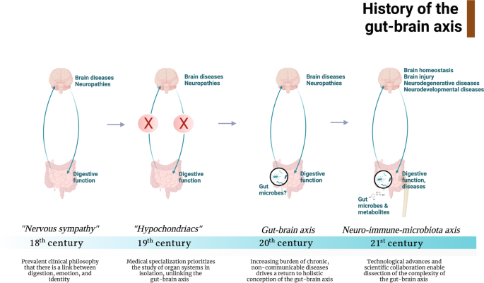 Schizophrenia and obesity: May the gut microbiota serve as a link for the  pathogenesis? - Wu - 2023 - iMeta - Wiley Online Library