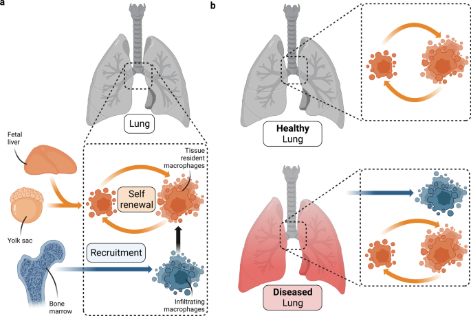 Complex urban atmosphere alters alveolar stem cells niche properties and  drives lung fibrosis