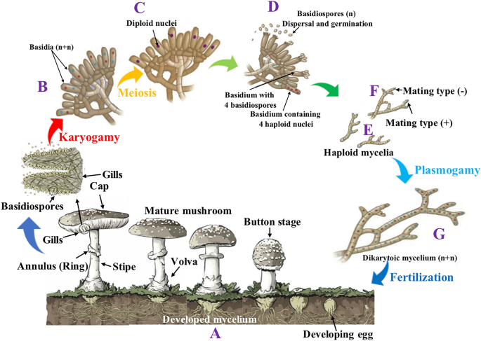 Mycelium: Exploring the hidden dimension of fungi