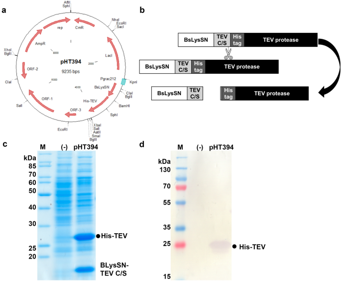 tobacco etch virus protease cleavage site Production of Tobacco Etch Virus Protease (TEV) Expressed in the  Endotoxin-Free Bacillus subtilis and Its Application | Current Microbiology