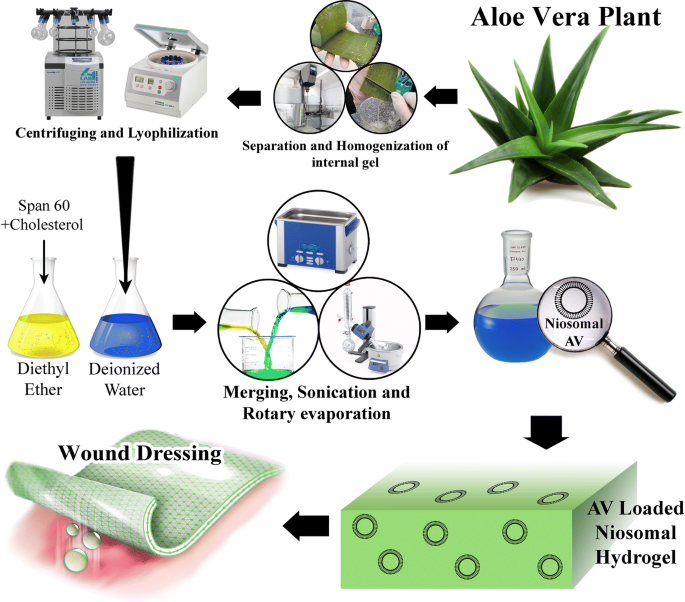 Study of hybrid alginate/gelatin hydrogel-incorporated niosomal Aloe vera  capable of sustained release of Aloe vera as potential skin wound dressing  | Polymer Bulletin | Springer Nature Link