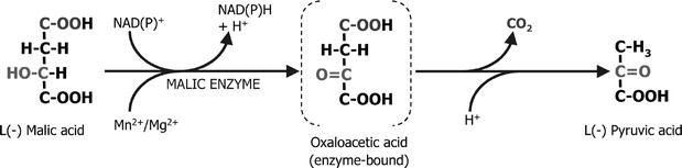 Malo-ethanolic fermentation in Saccharomyces and Schizosaccharomyces |  Current Genetics