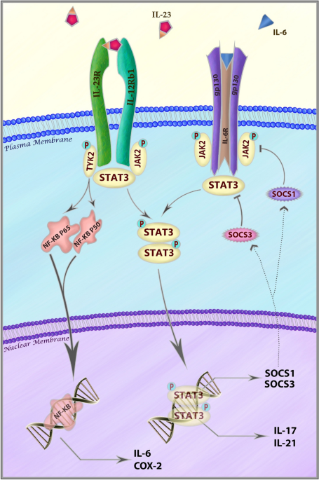 glutathione and ankylosing spondylitis Spondylitis: Definition, Causes, Symptoms, Diagnosis, Treatment, Prognosis The genetic backbone of ankylosing