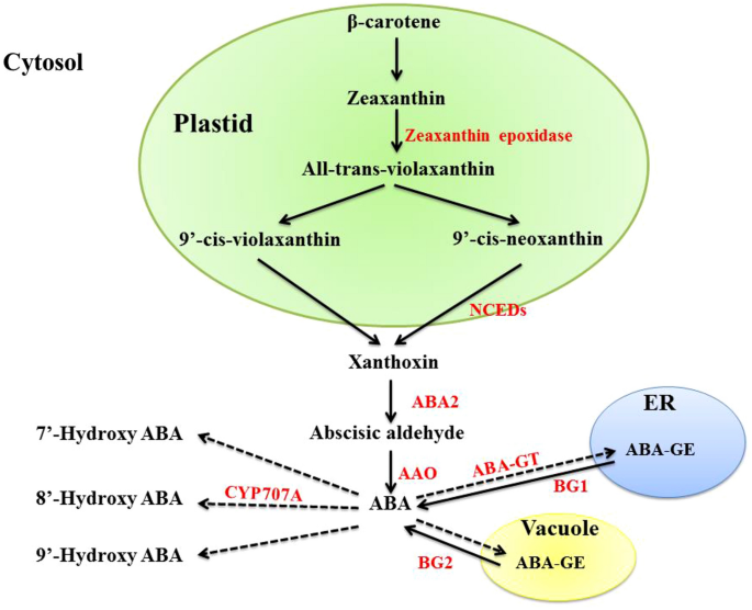 Abscisic acid in plants under abiotic stress: crosstalk with major  phytohormones | Plant Cell Reports | Springer Nature Link