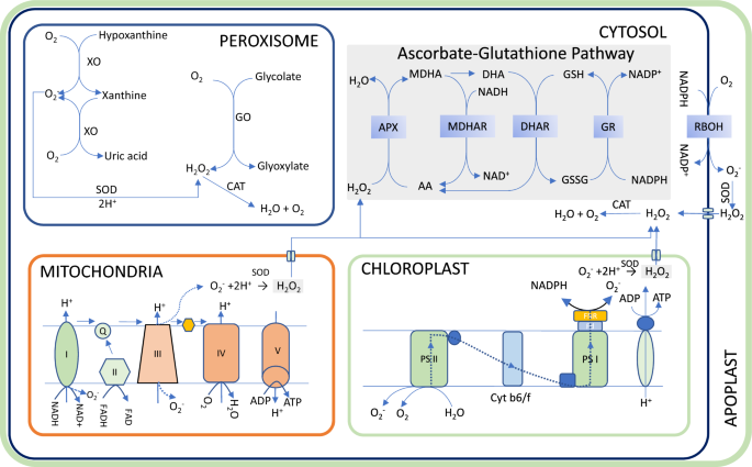 does glutathione cause purging Why Does Glutathione Cause Acne Breakouts In Dubai & Abu Dhabi