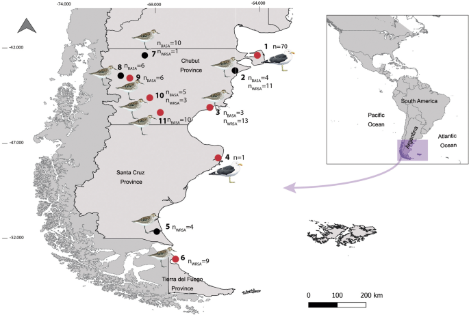 Complete life cycle of Parorchis trophoni sp. nov. (Digenea:  Philophthalmidae) from the Southwestern Atlantic coast, Argentina, revealed  by morphological and molecular data | Polar Biology