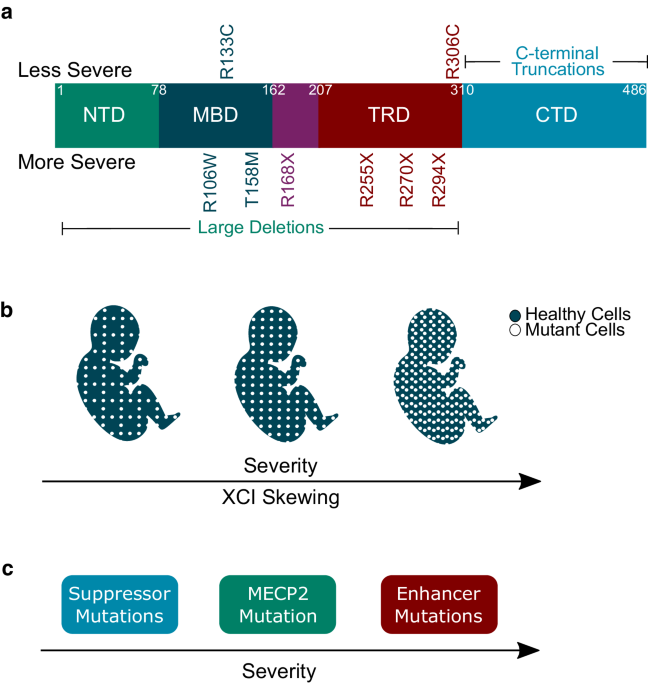 l-carnitine rett syndrome Frontiers Rett syndrome | MedLink Neurology