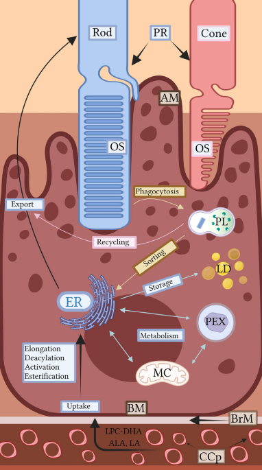 dr michael murray neuropathy acetyl l carnitine Function and Regulation of Bone Marrow Adipose Tissue in Health and Disease: State of the Field and Clinical Considerations Potential Role of L-Carnitine in