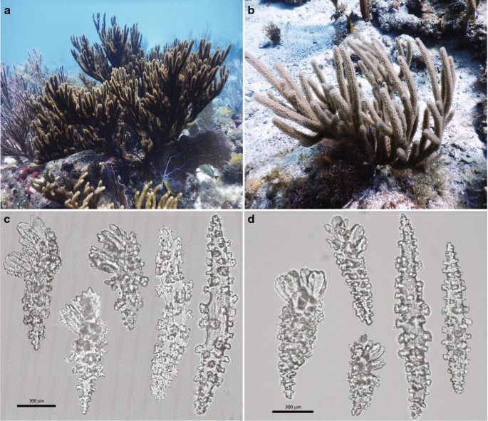 Fine-scale morphological, genomic, reproductive, and symbiont differences  delimit the Caribbean octocorals Plexaura homomalla and P. kükenthali