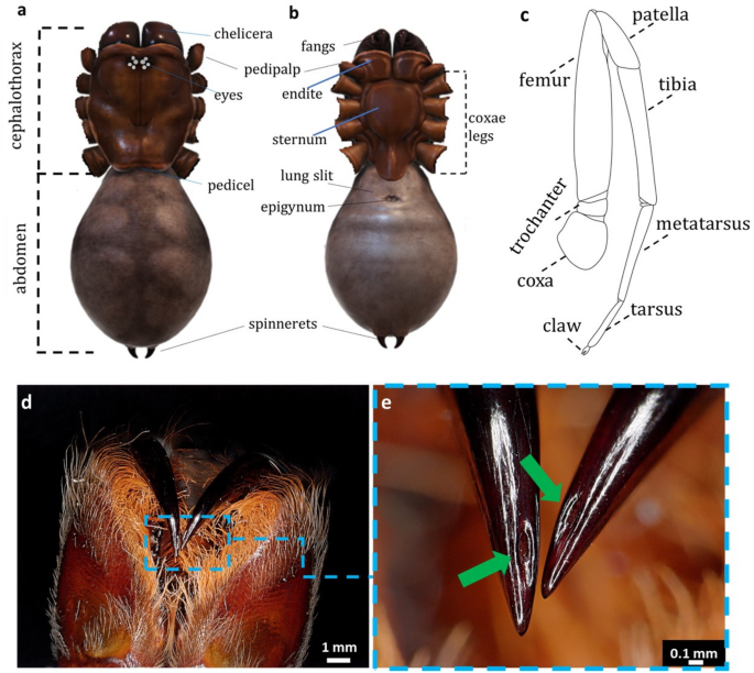 The mechanical characterization of the legs, fangs, and prosoma in