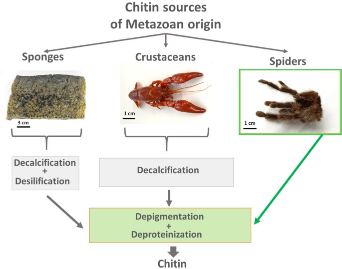 Chitin of Araneae origin: structural features and biomimetic applications:  a review | Applied Physics A