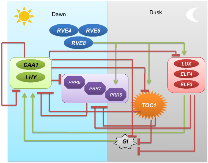 Recent Insights into Plant Circadian Clock Response Against Abiotic Stress  | Journal of Plant Growth Regulation | Springer Nature Link