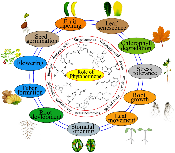 Phytohormones Mediated Modulation of Abiotic Stress Tolerance and Potential  Crosstalk in Horticultural Crops | Journal of Plant Growth Regulation |  Springer Nature Link