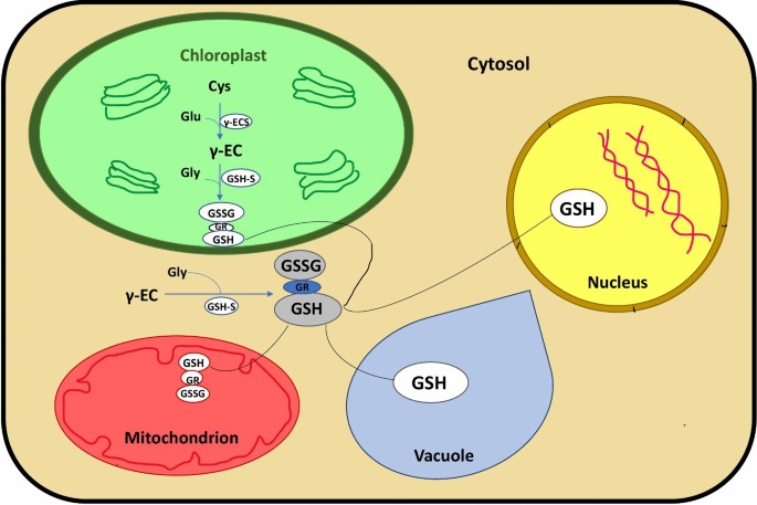 how to increase glutathione levels in the body How to Increase Glutathione Levels