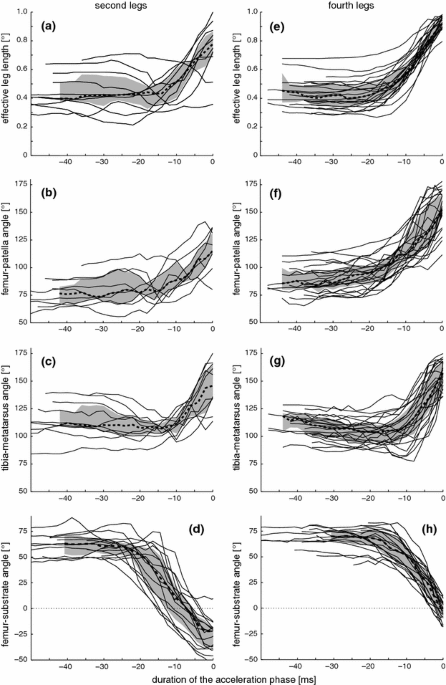 Loading of the tibia–metatarsus joint of the hunting spider