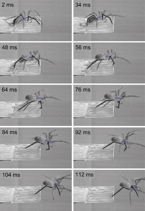 Loading of the tibia–metatarsus joint of the hunting spider