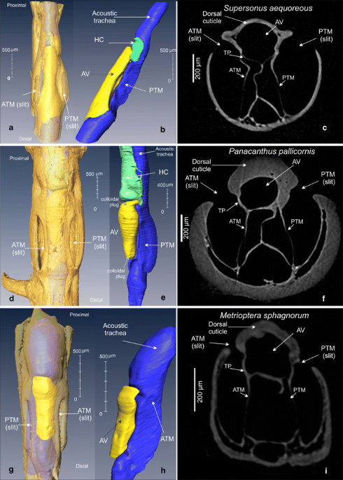 3 Simplified illustration of hemolymph channels in the tibia of a