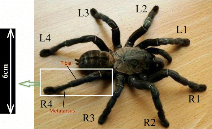 A)Sketch of a spider leg showing all segments: joints without