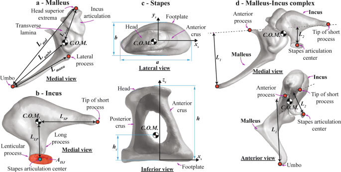 Illustration of stapes morphology following the nomenclature of