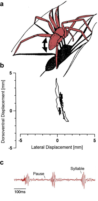 Proprioreceptive hair sensilla of C. salei at the tibia-metatarsus