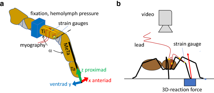 Loading of the tibia–metatarsus joint of the hunting spider