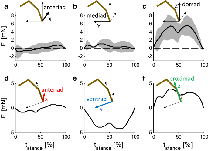 PDF) Strains in the exoskeleton of spiders