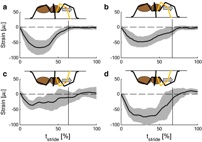 PDF) Strains in the exoskeleton of spiders