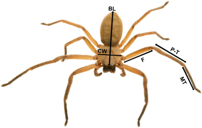 Scaling of foreleg tibia length with body size in spiders. Filled