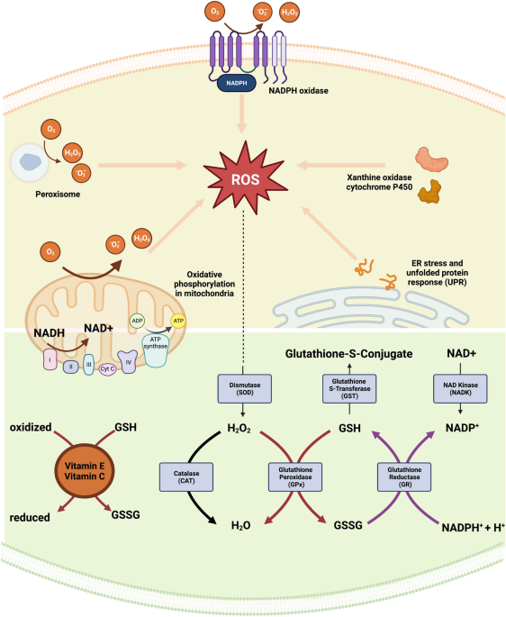 Phylogenetic conservation of the interdependent homeostatic relationship of  sleep regulation and redox metabolism | Journal of Comparative Physiology B 