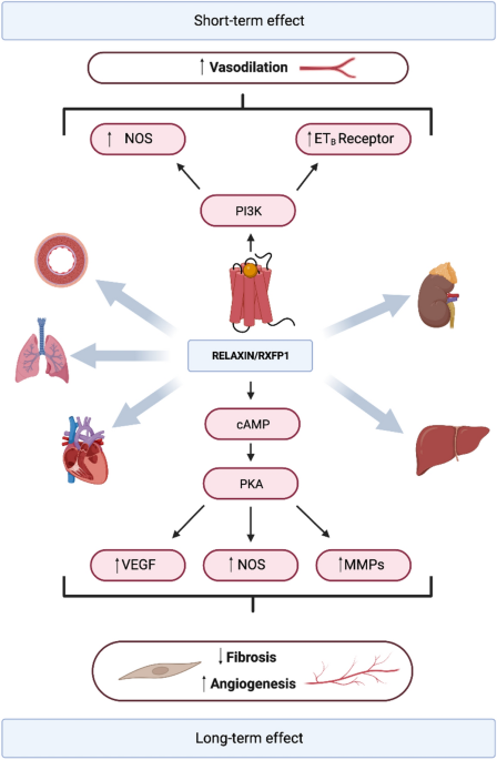 Cardiovascular effects of relaxin-2: therapeutic potential and future perspectives | Clinical Research in Cardiology