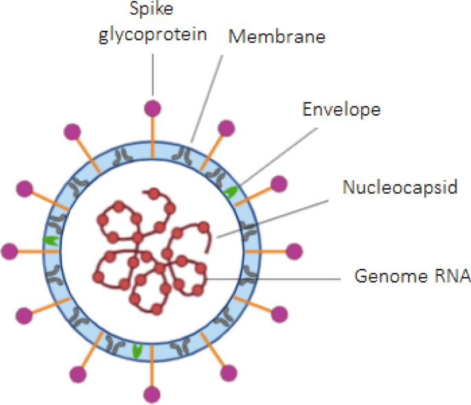 Micronutrients and bioactive compounds in the immunological pathways related to SARS-CoV-2 (adults and elderly) | European Journal of Nutrition