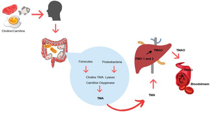 l carnitine tmao garlic Can diet modulate trimethylamine N-oxide (TMAO) production? What do we know  so far? | European Journal of Nutrition