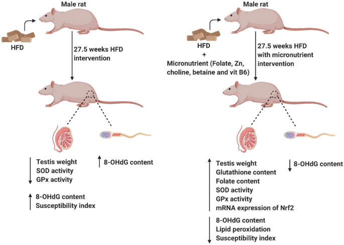 glutathione proteins in rats Ameliorating high-fat diet-induced sperm and testicular oxidative damage by  micronutrient-based antioxidant intervention in rats | European Journal of  Nutrition