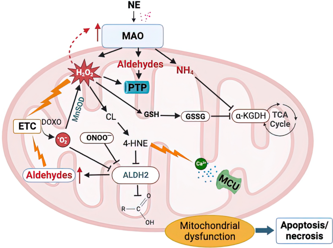 is glutathione a monoamine Monoamines' role in islet cell function and type 2 diabetes risk: Trends in Molecular Medicine An ancient monoaminergic signaling system