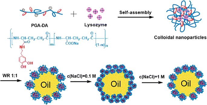 Stability of the YGYGY and HGHGH nanoparticles in water and in