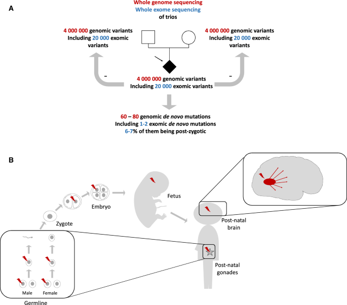 Cureus, Whole-Exome Sequencing Identified a Novel DYRK1A Variant in a  Patient With Intellectual Developmental Disorder, Autosomal Dominant 7