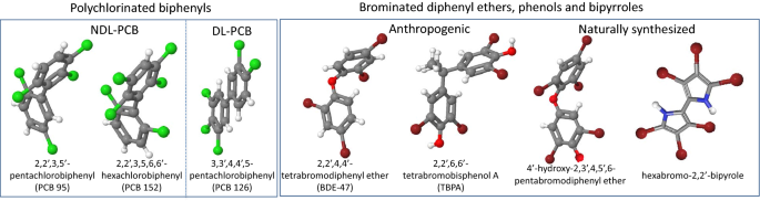 Assessment of Polychlorinated Biphenyls and Their Hydroxylated Metabolites  in Postmortem Human Brain Samples: Age and Brain Region Differences