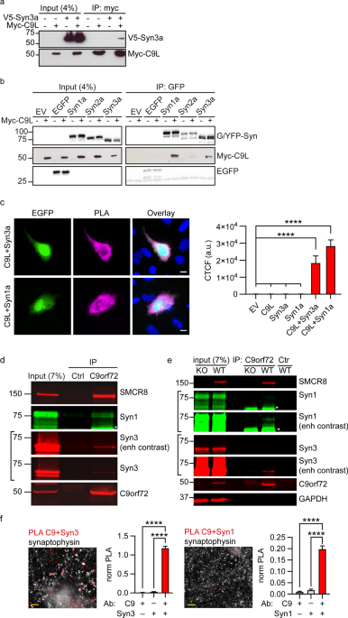 An interaction between synapsin and C9orf72 regulates excitatory synapses and is impaired in ALS/FTD