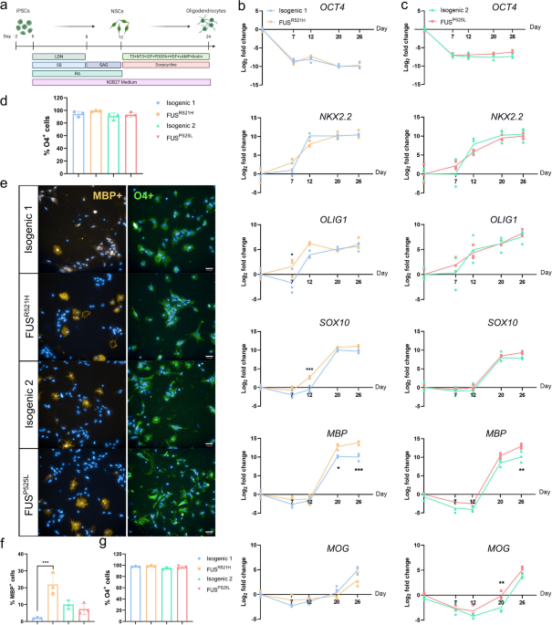 Disruption of MAM integrity in mutant FUS oligodendroglial progenitors from hiPSCs