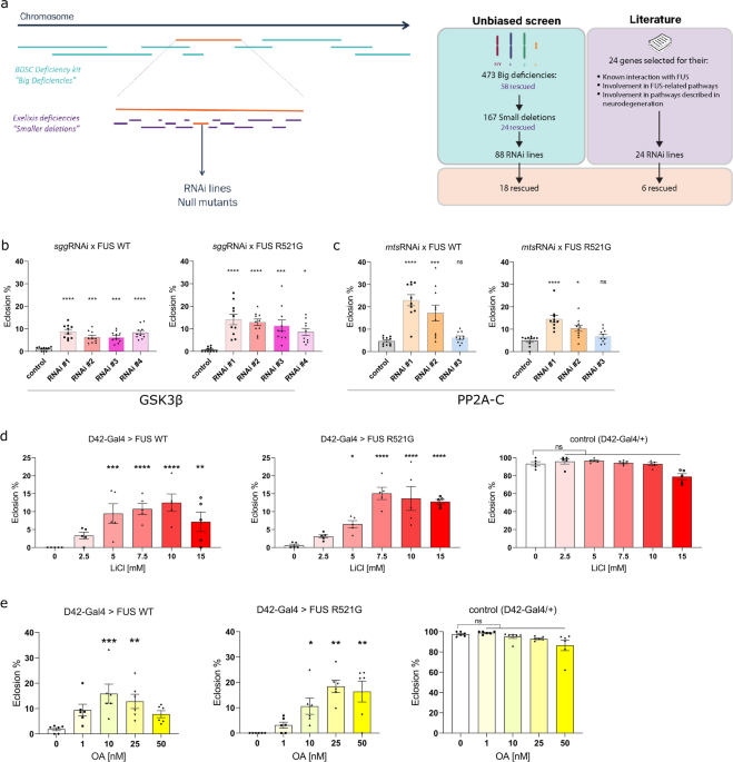 PP2A and GSK3 act as modifiers of FUS-ALS by modulating mitochondrial transport
