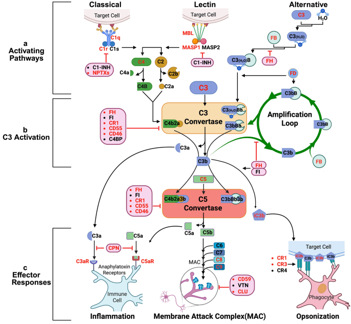 Complement dysregulation during the early phases of synucleinopathy - Acta Neuropathologica