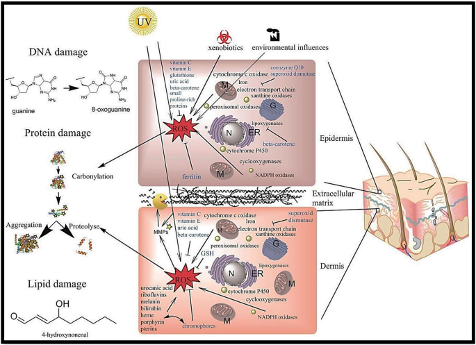glutathione oxidative stress and aging The role of antioxidants in dermatology: from diet to topical applications | Archives of Dermatological Research Liquid Liposomal Glutathione (4 Amount:50MG brightening patch
